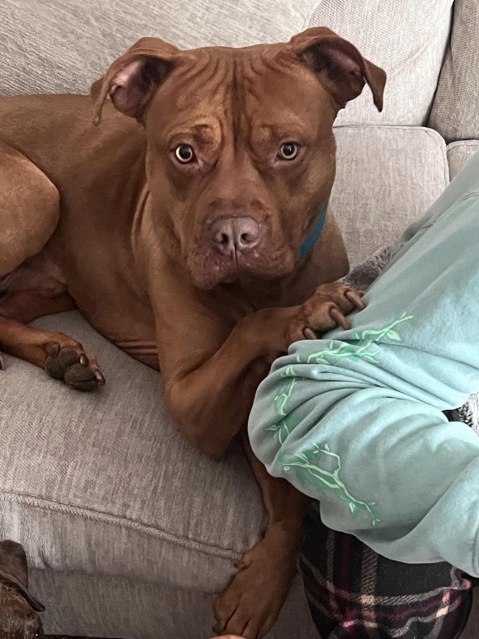 Hooch9.jpg
