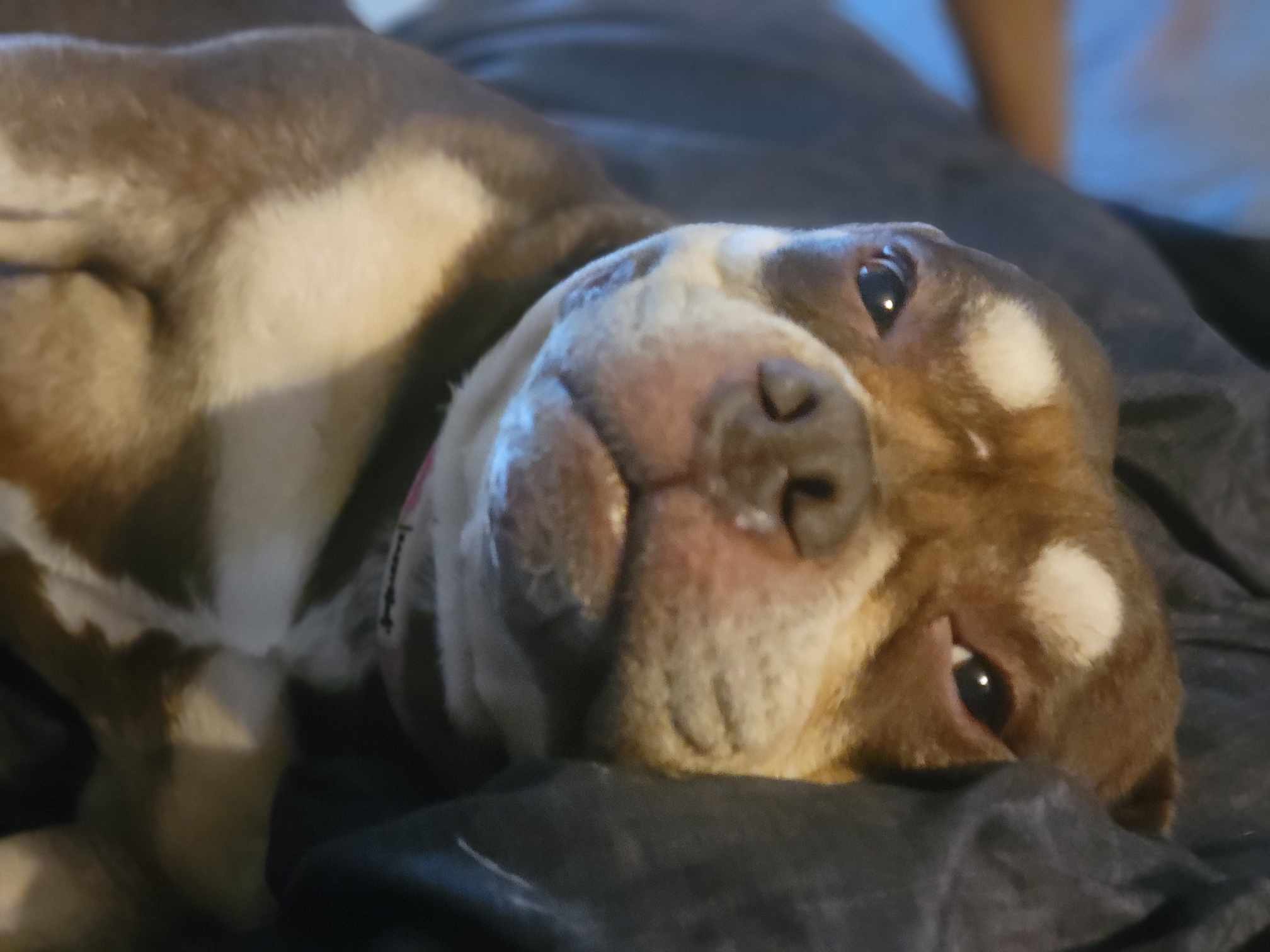 Peaches1.jpg