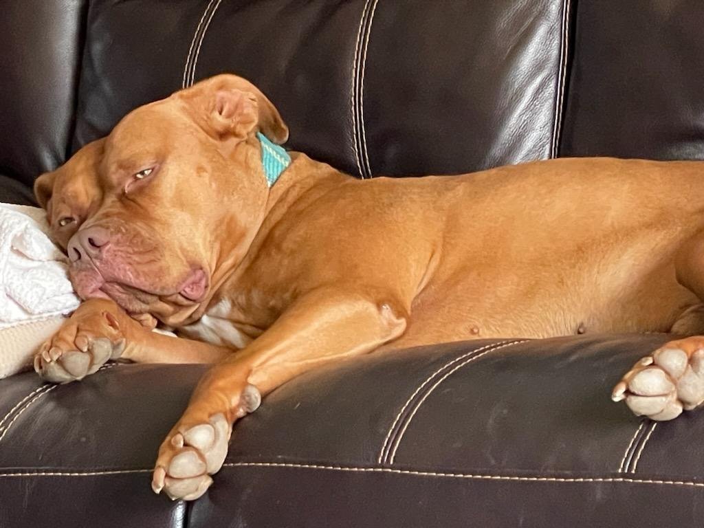 Hooch3.jpg