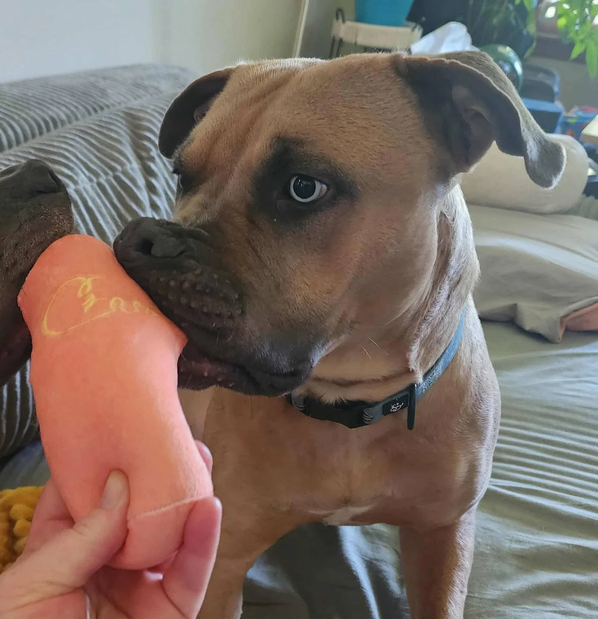 Buddie1.jpg