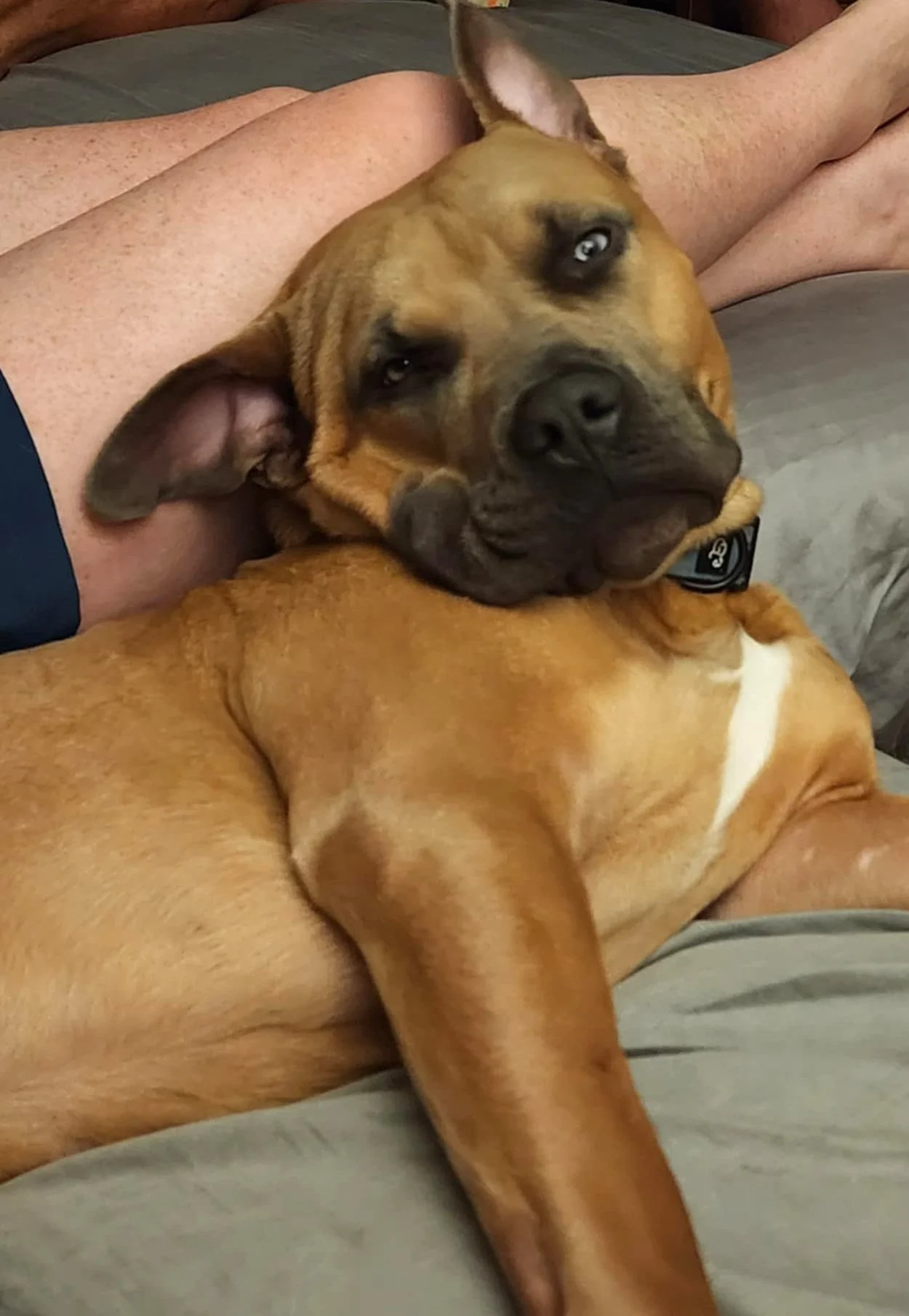 Buddie7.jpg