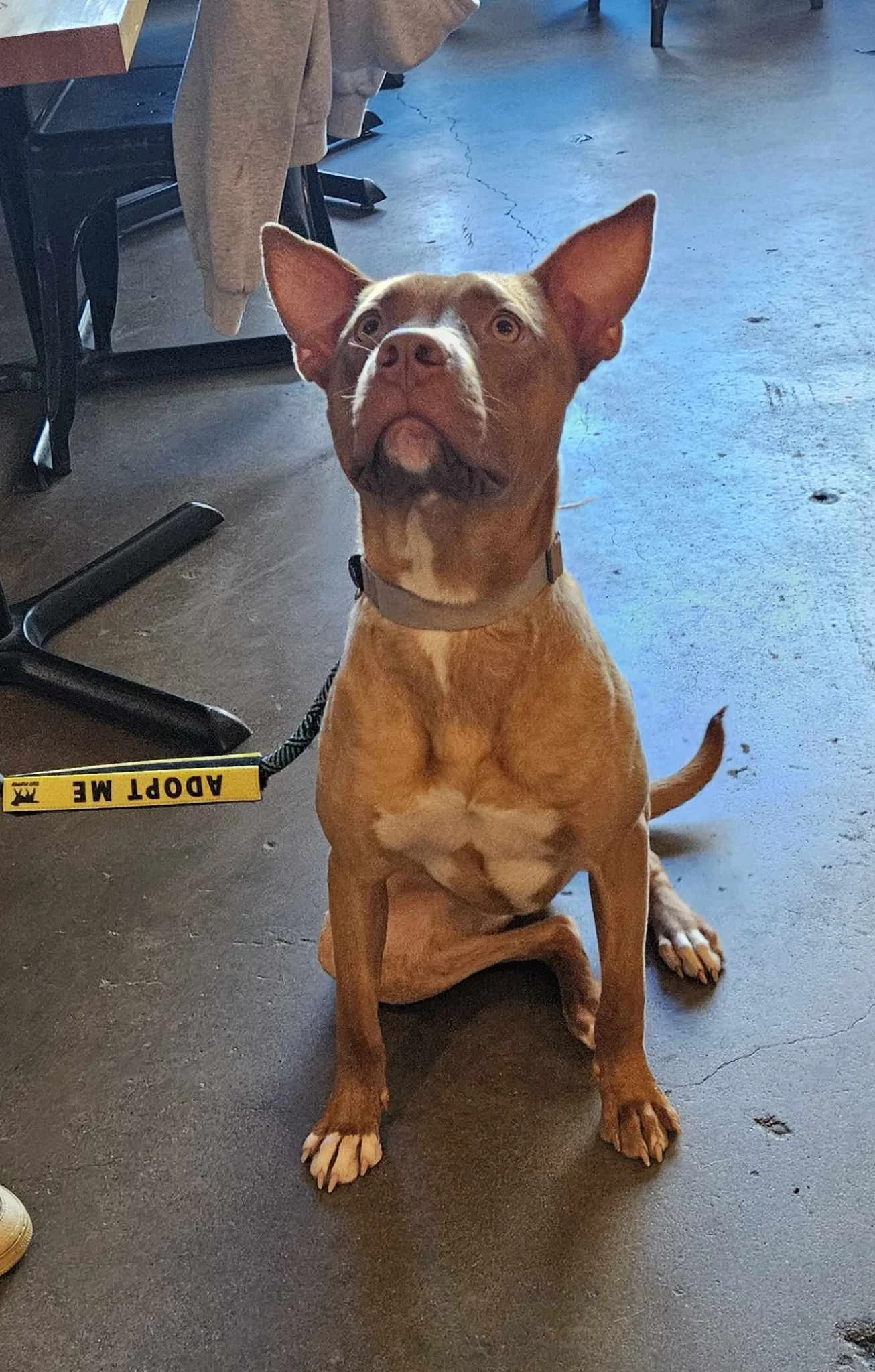 Jaxx5.jpg