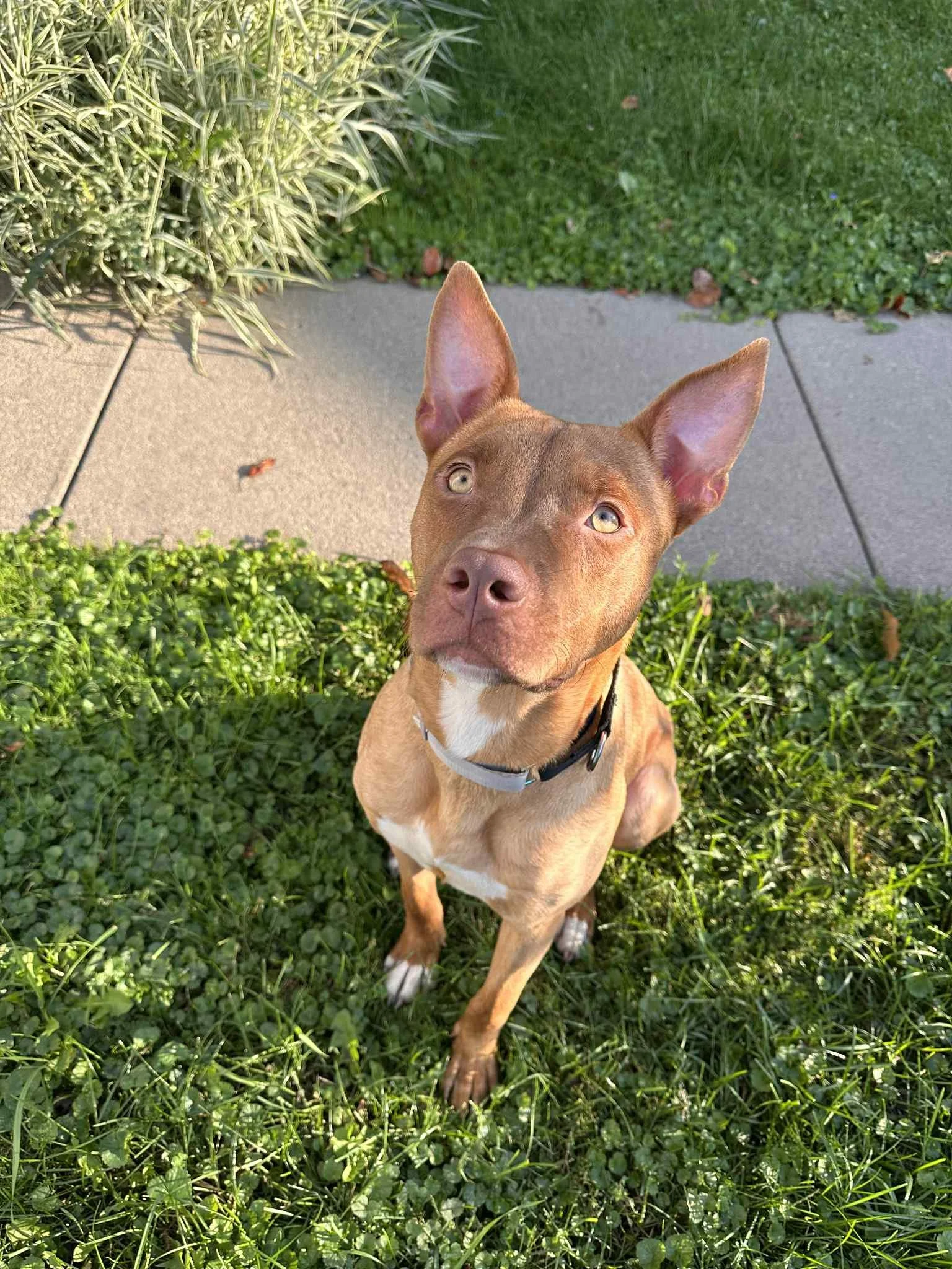 Jaxx1.jpg