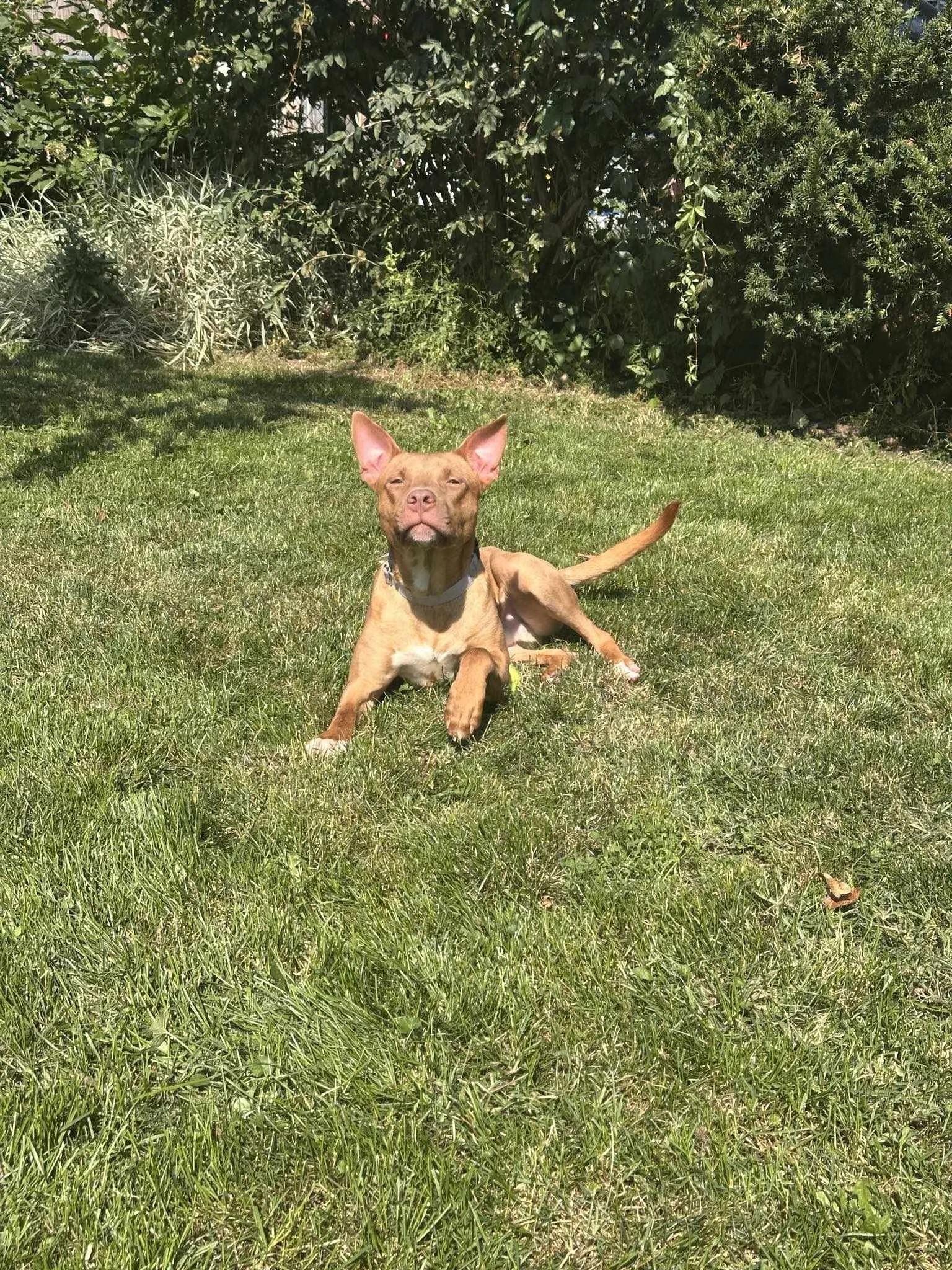 Jaxx7.jpg