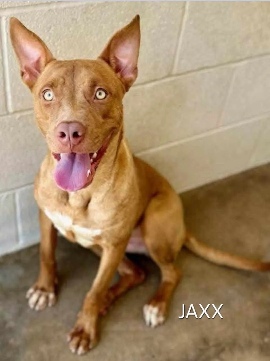 Jaxx3.jpg