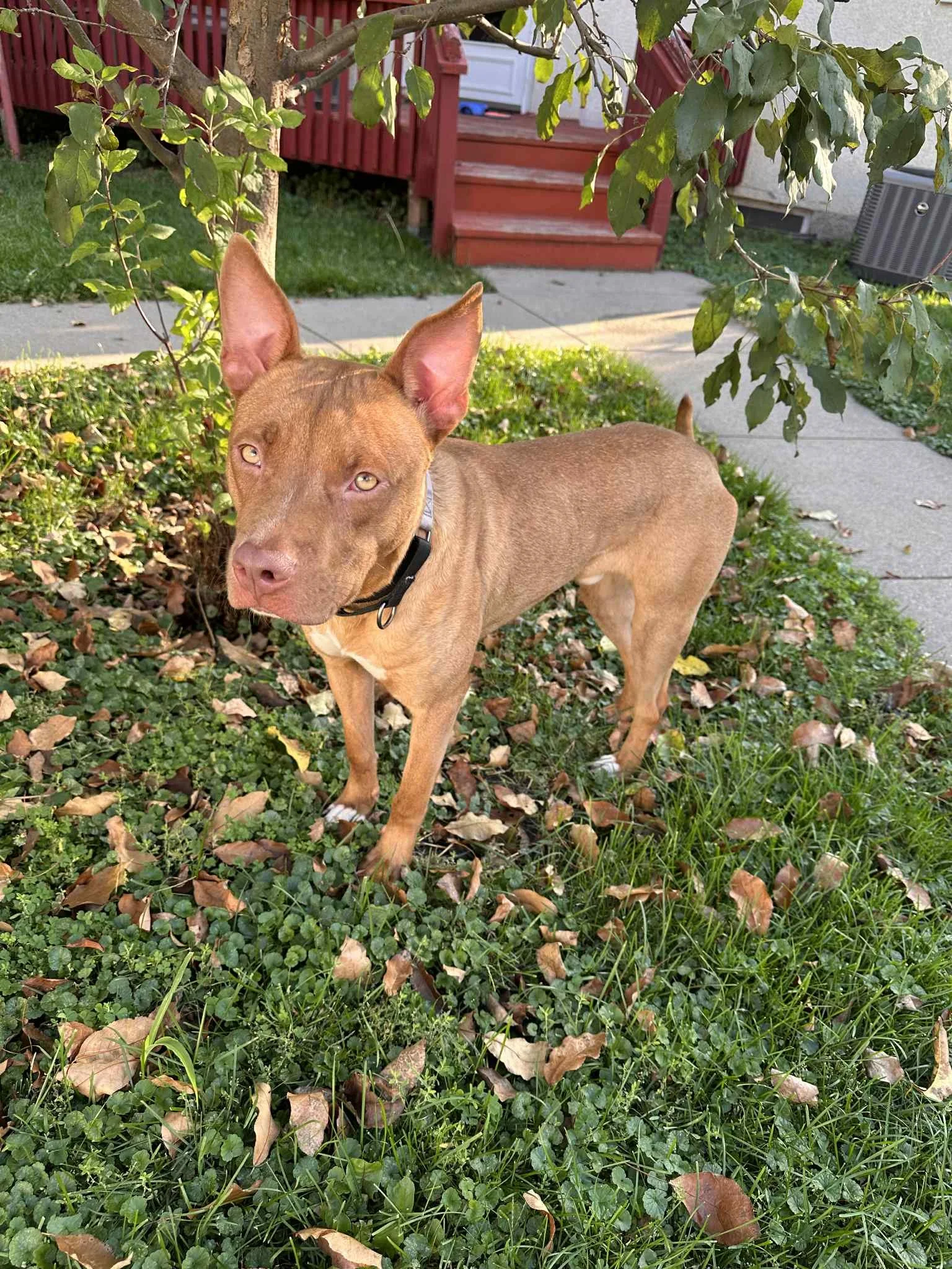 Jaxx2.jpg