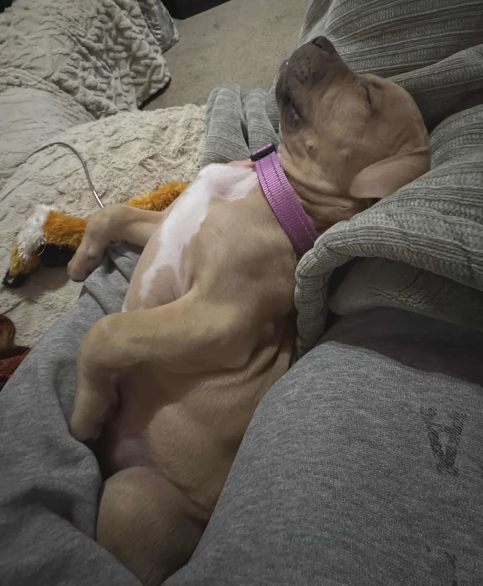 Gus3.jpg
