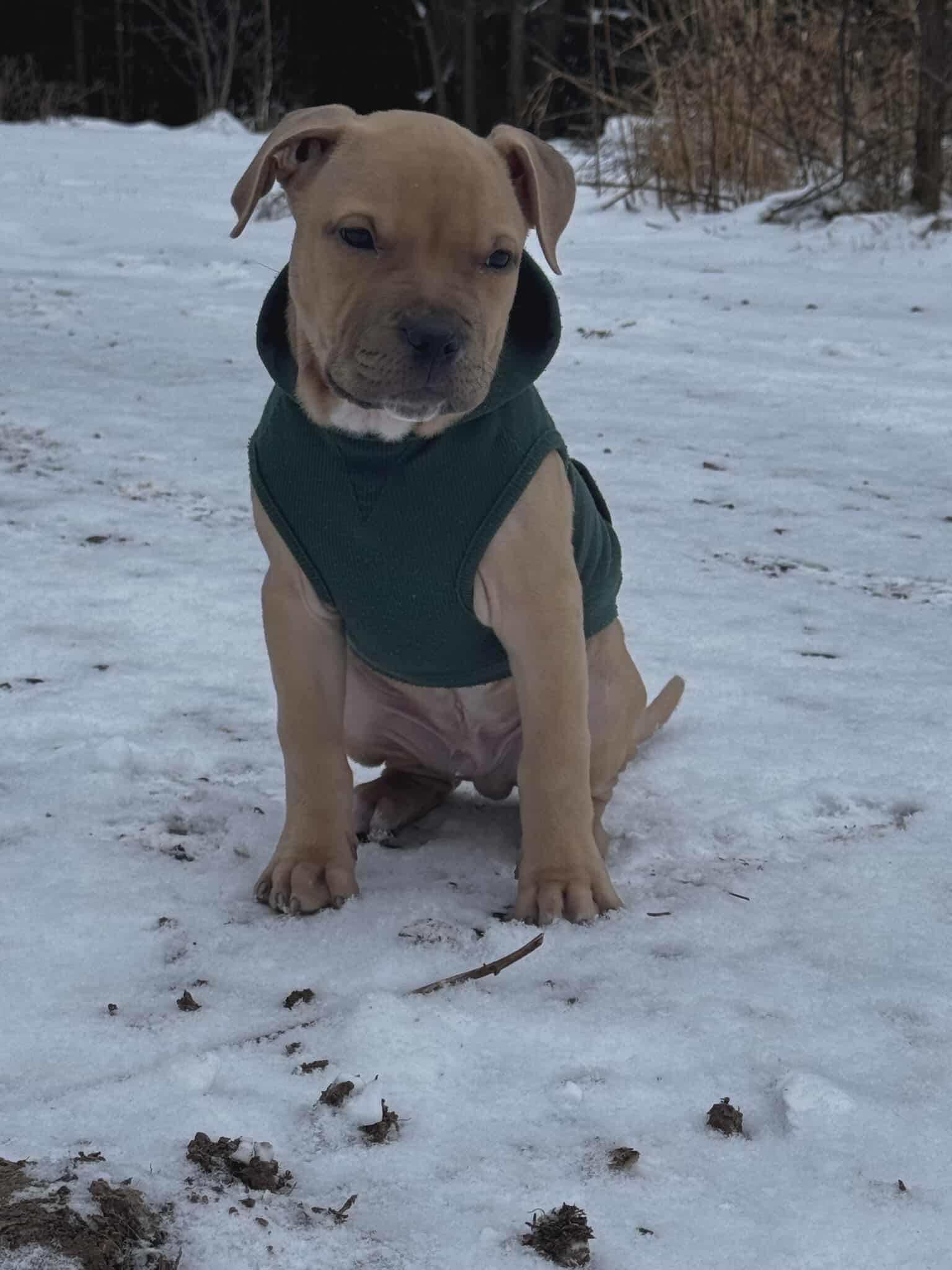 Gus5.jpg