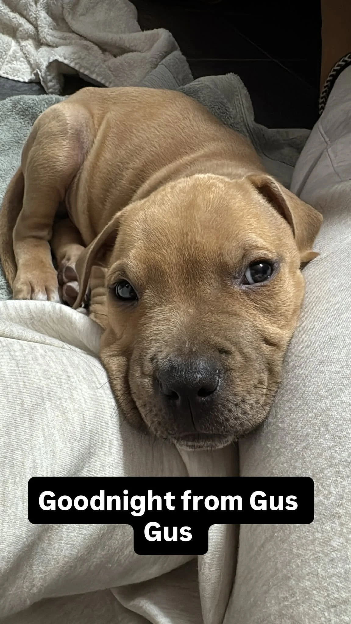 Gus6.jpg