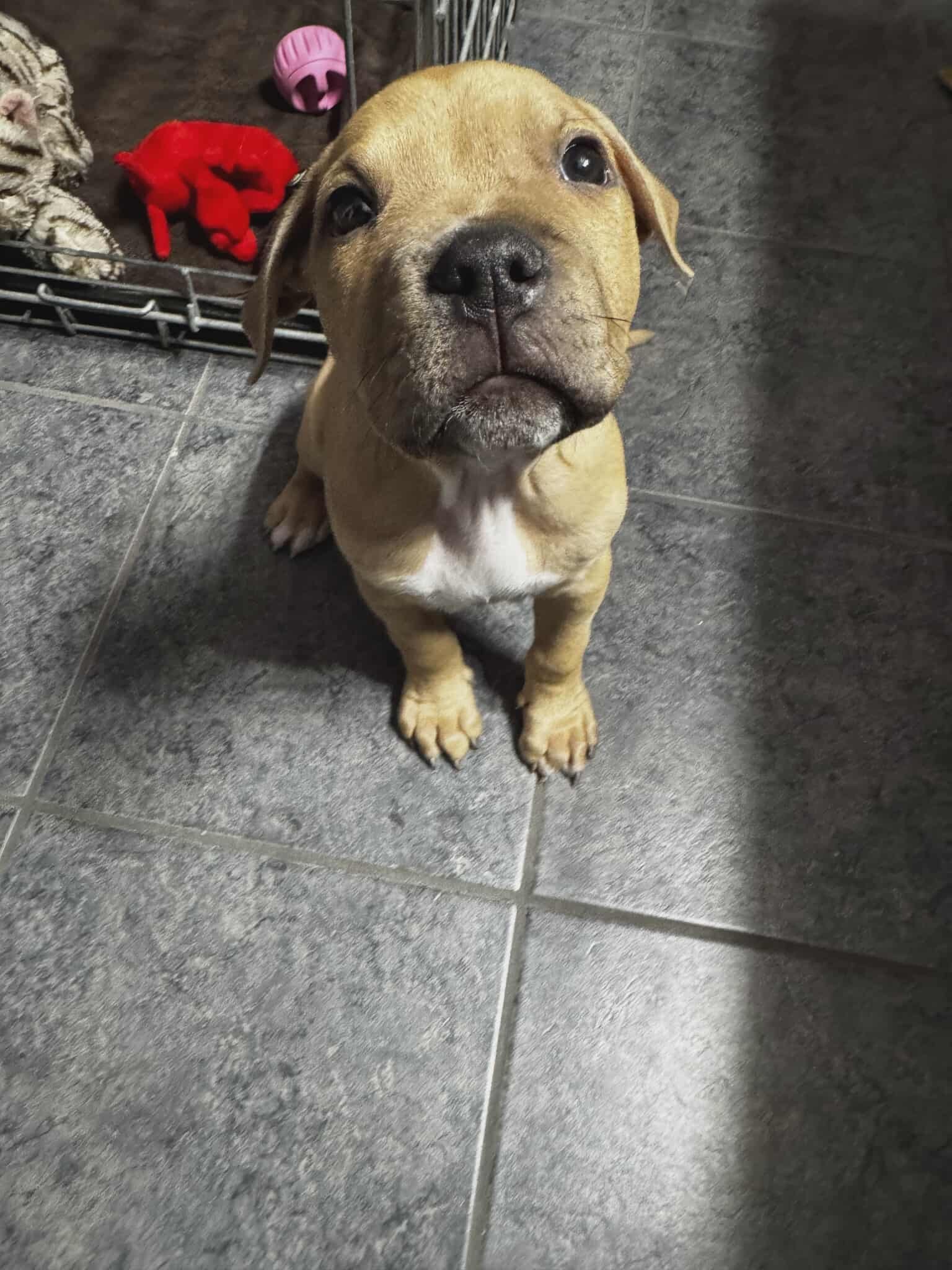 Gus1.jpg