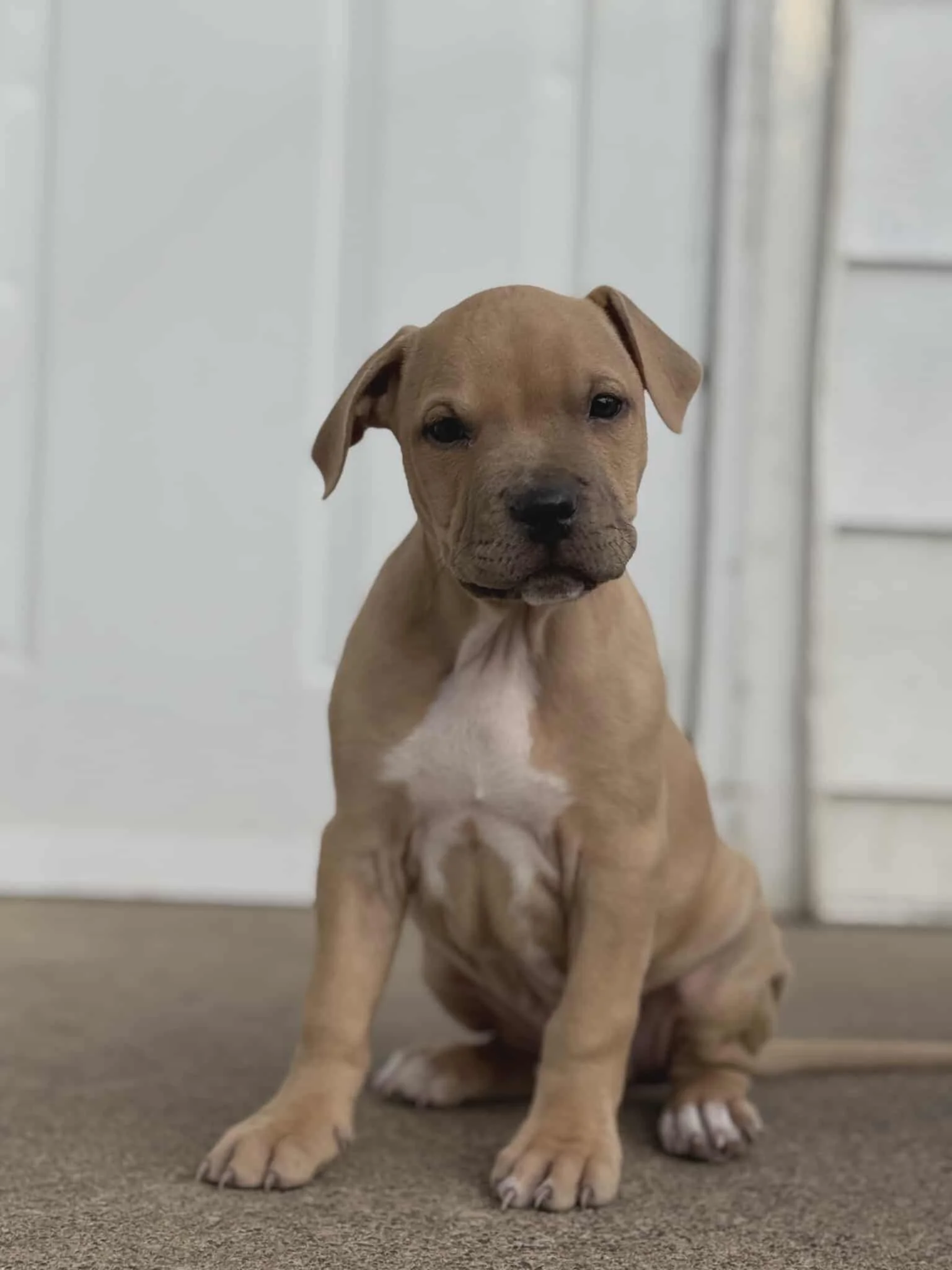Gus2.jpg