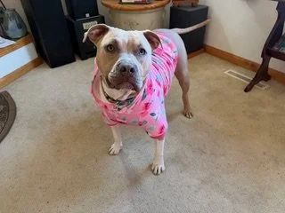 JULIE (FOSTER NEEDED)