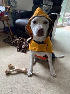 KEVIN (FOSTER NEEDED)