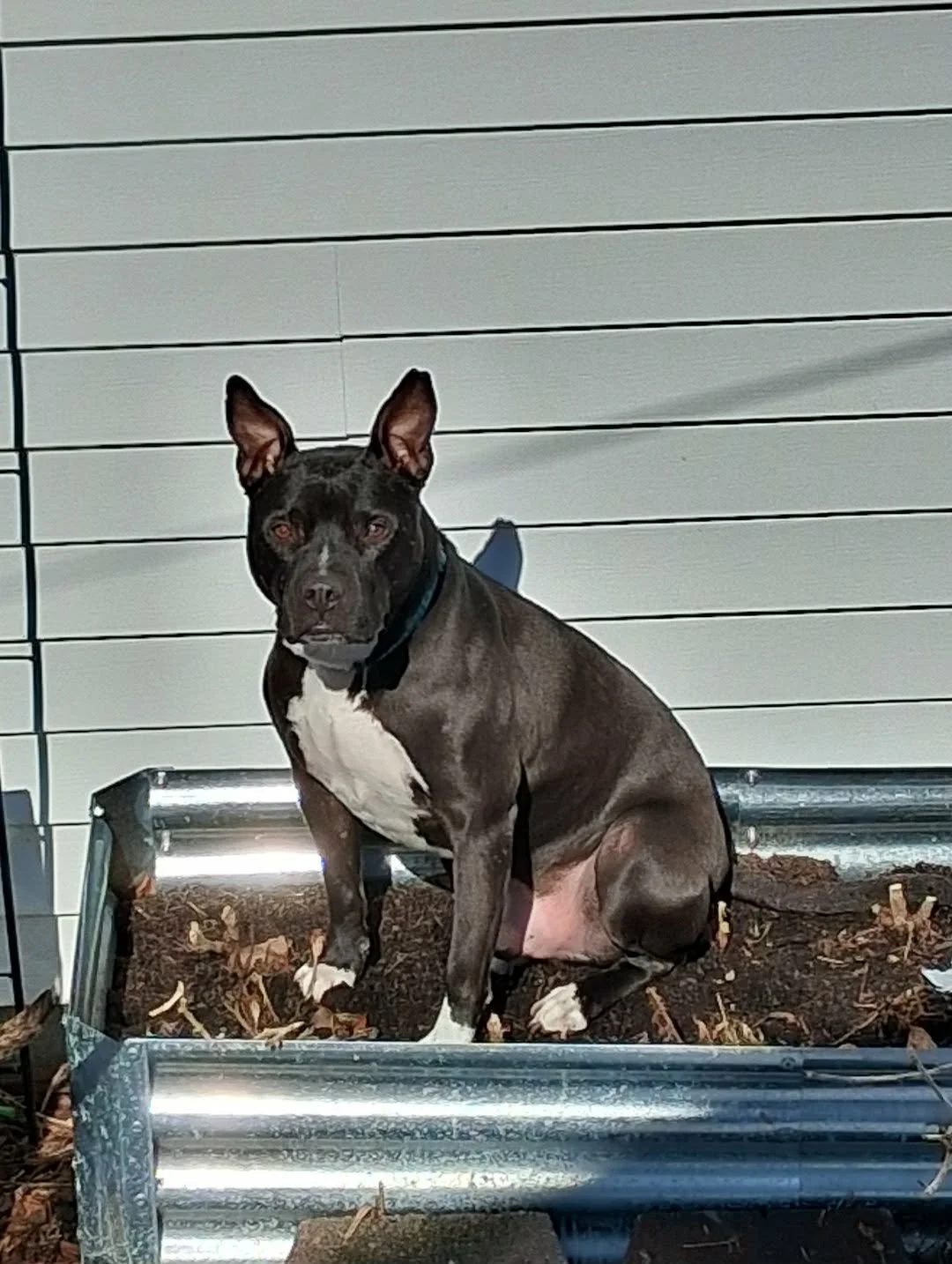 ROCKY (FOSTER NEEDED)