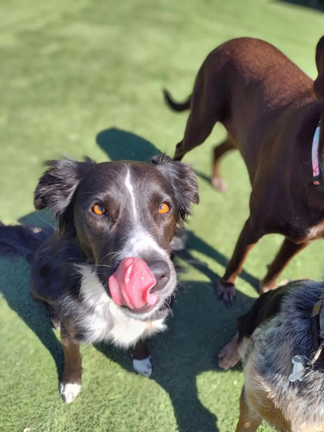 LULU (FOSTER NEEDED)