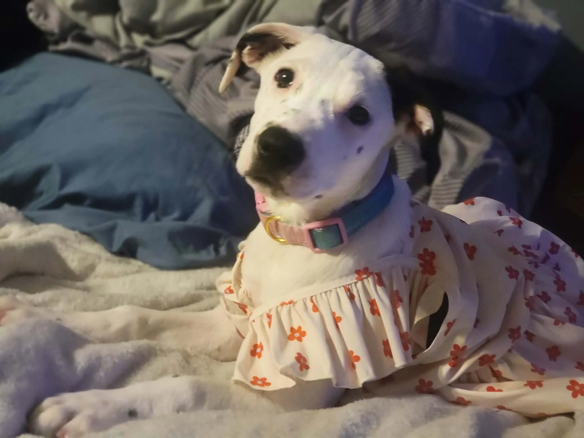 PRADA-MAE (formerly Megan)
