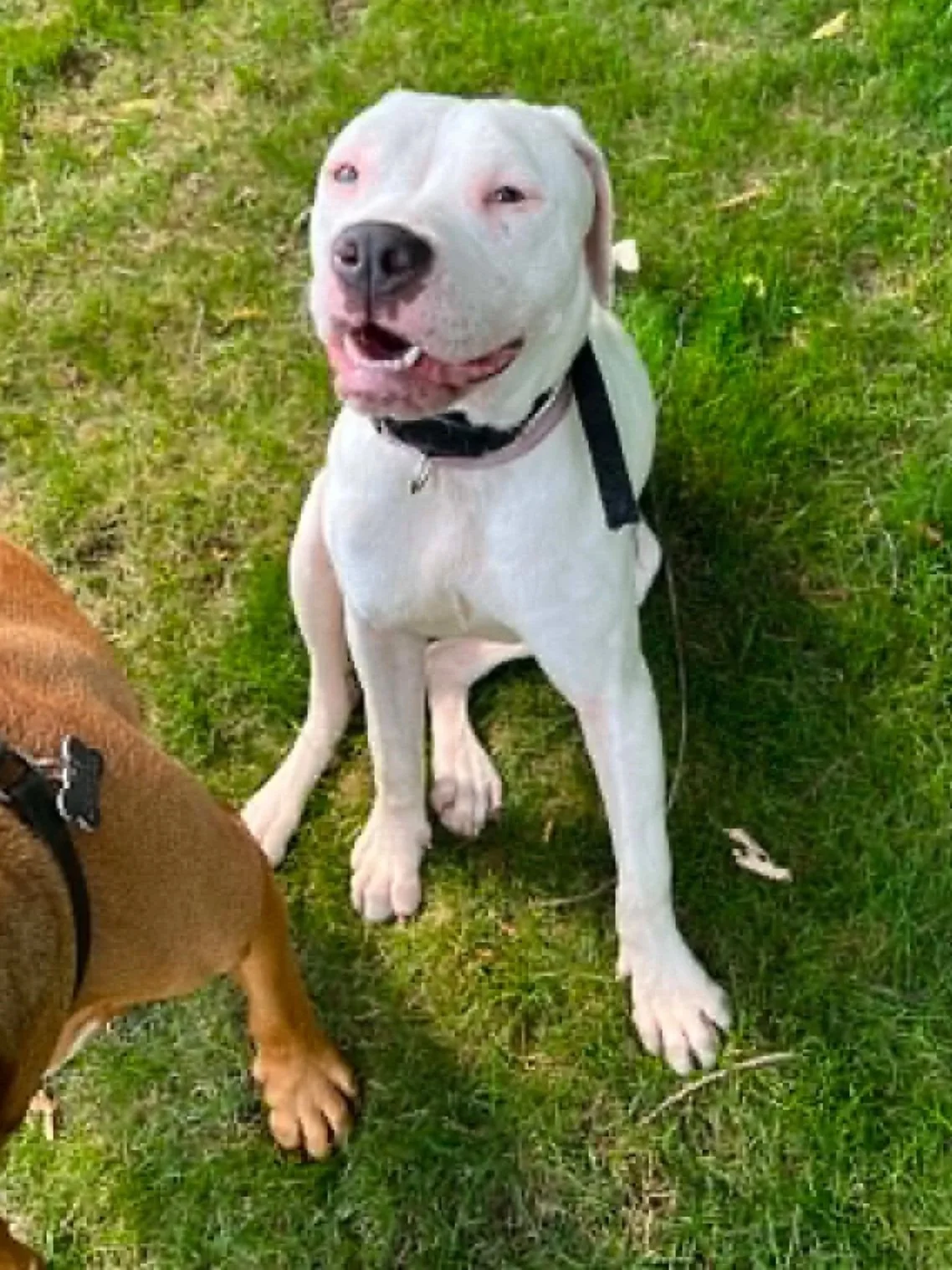 VERSACE (DEAF)