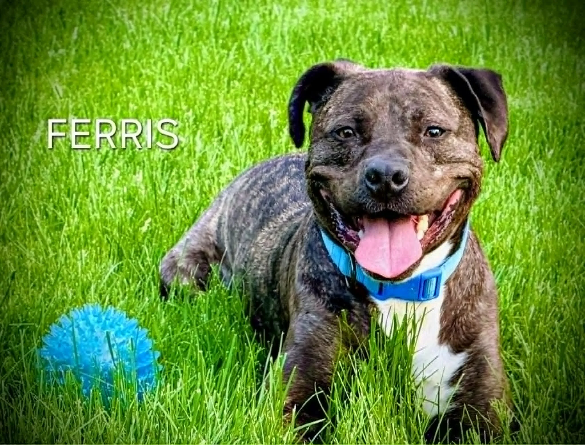 FERRIS