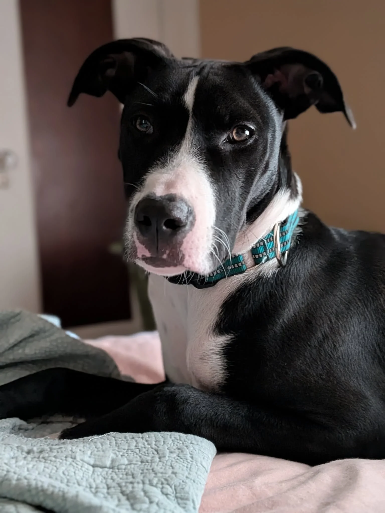 HANNAH [FOSTER NEEDED]