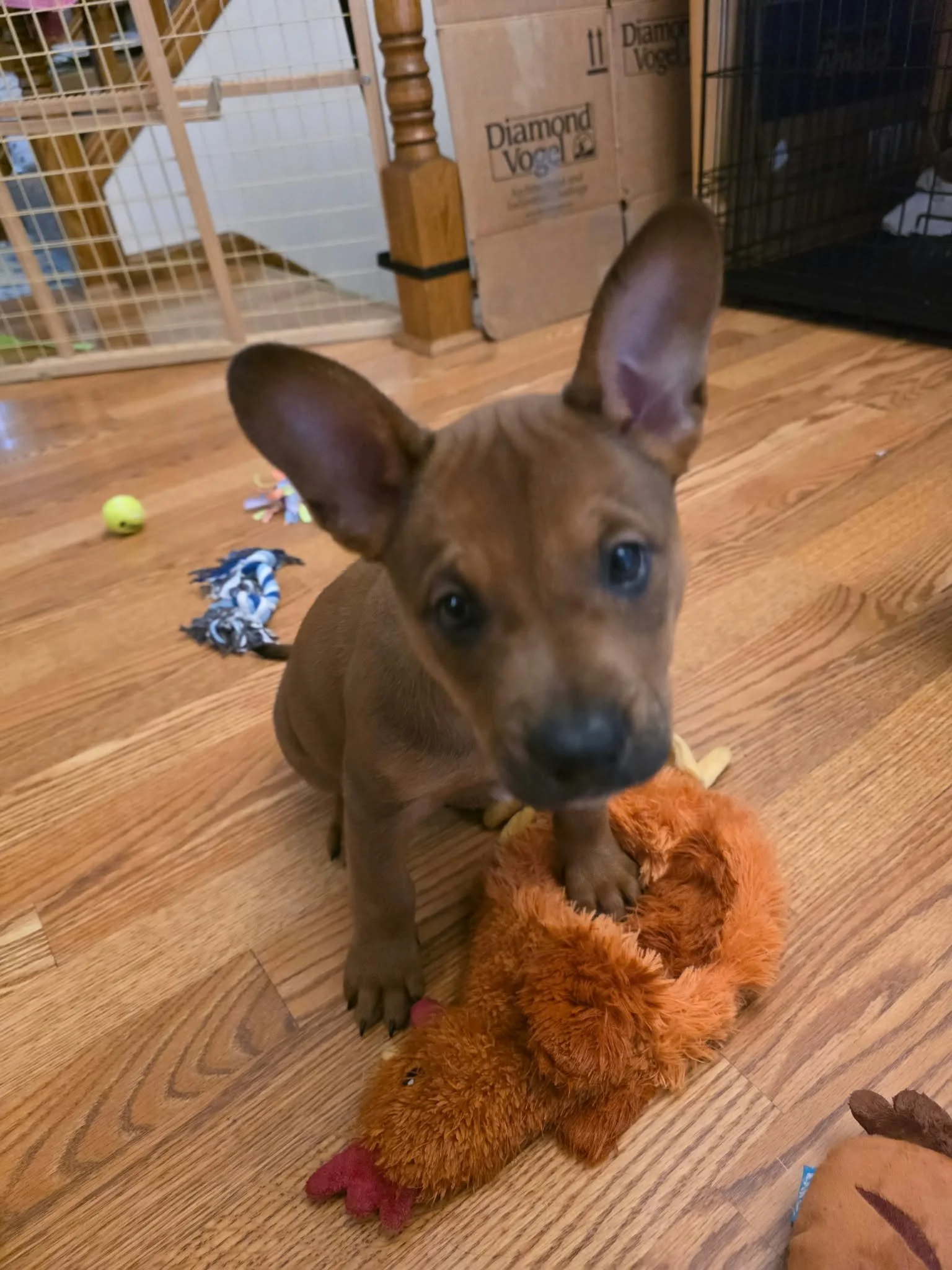 Bluey3.jpg