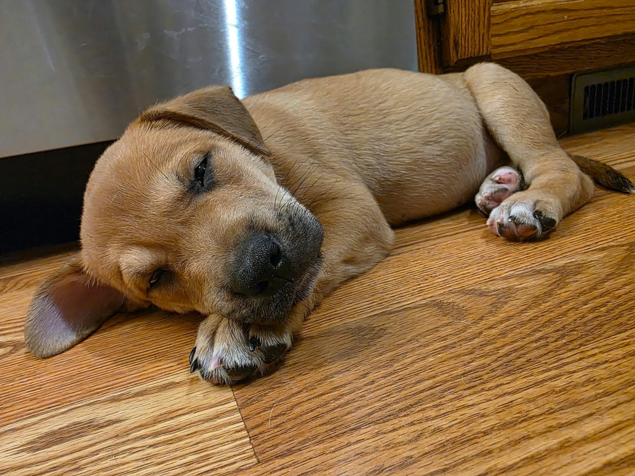 Pretzel.jpg