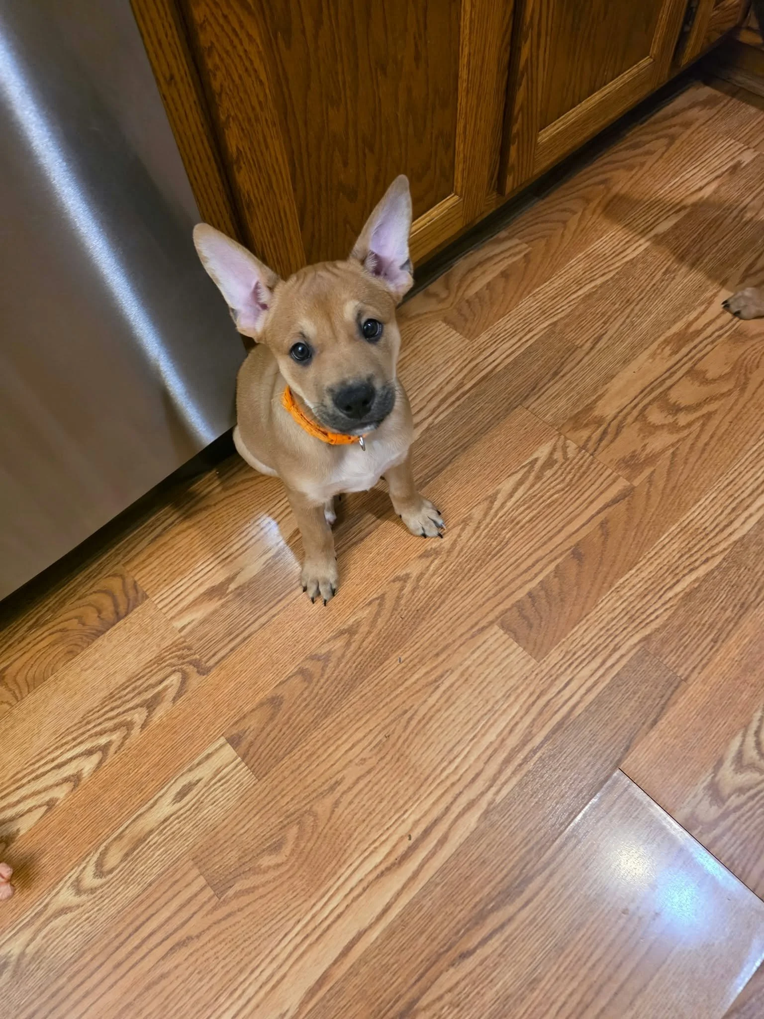 PRETZEL