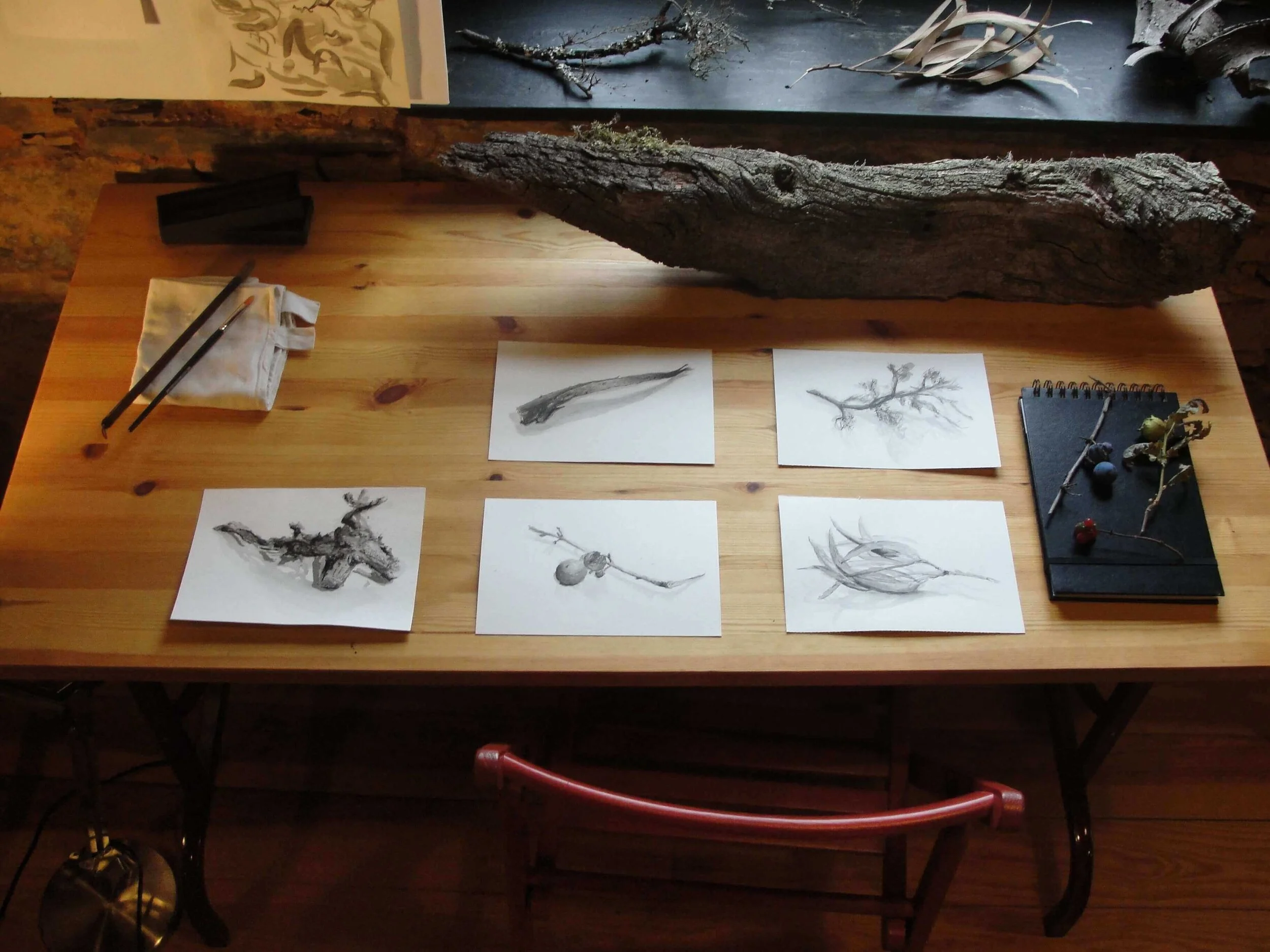 Vários desenhos pintados no curso Desenho na Natureza