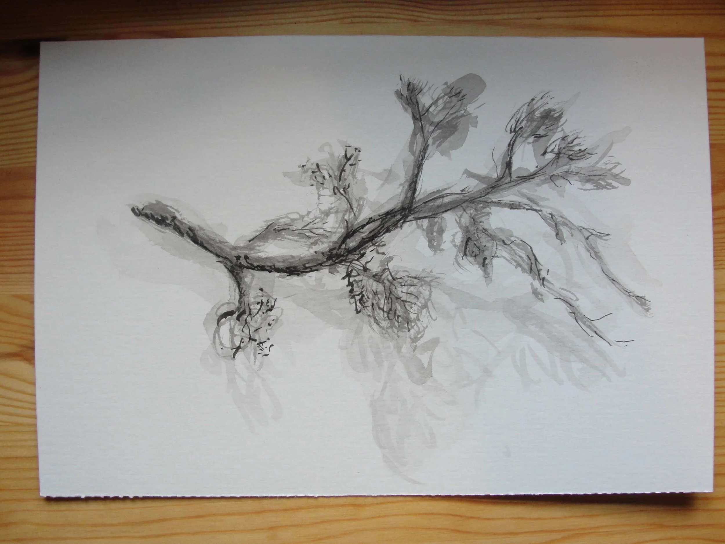 Ramo de árvore feito no curso Desenho na Natureza