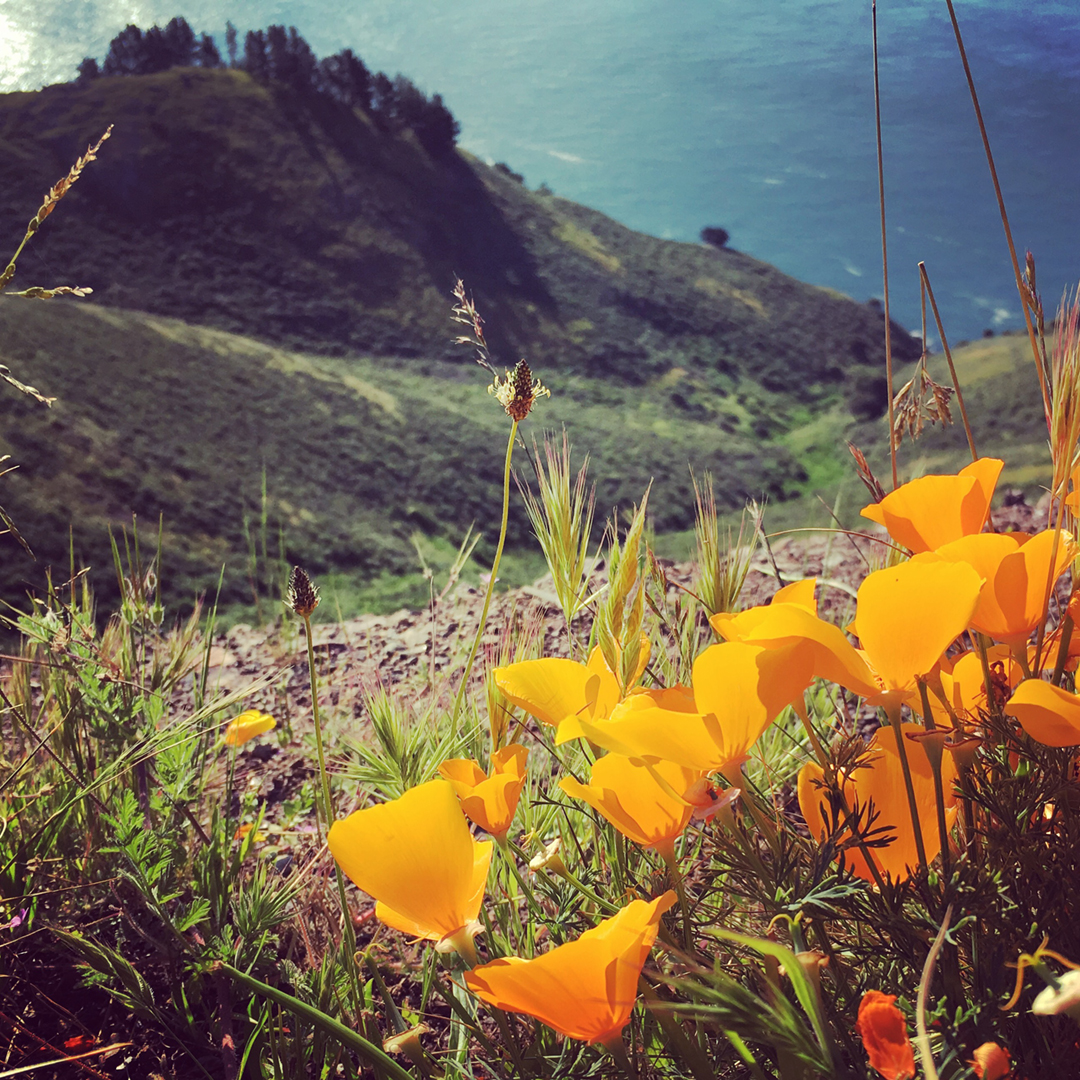 California Poppies and the San Francisco Bay