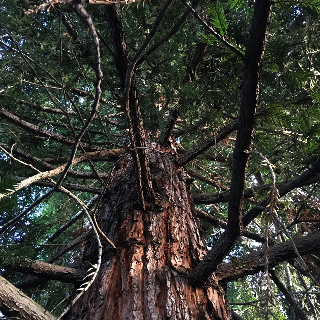 A redwood tree in my backyard.