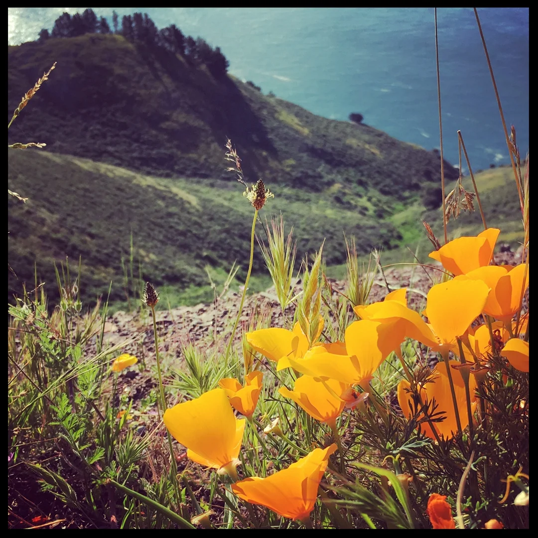 California Poppies and the San Francisco Bay