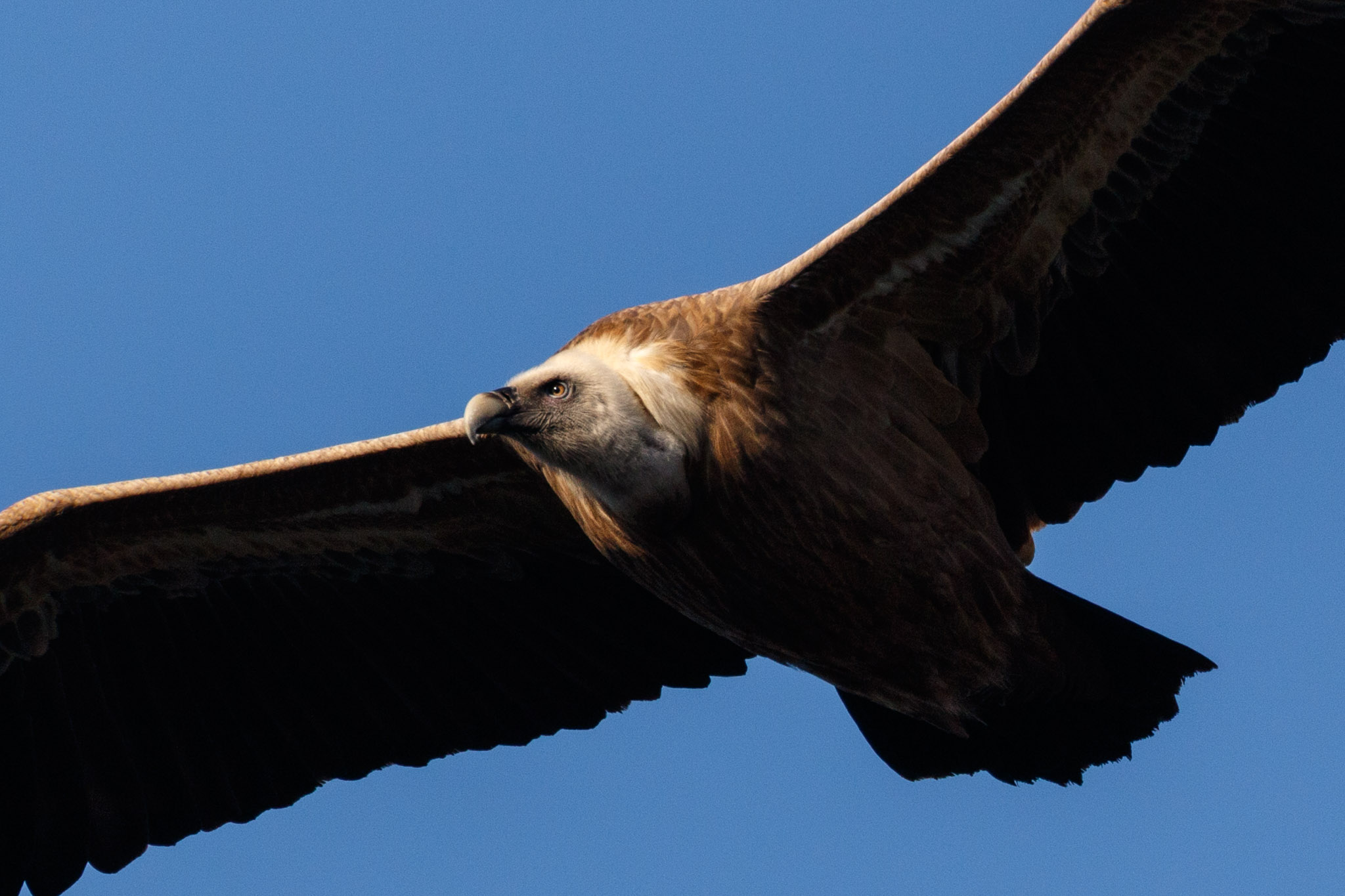 Gamla's Griffon Vulture