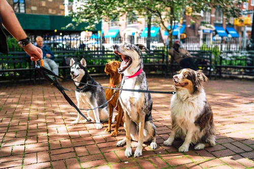 Dog enjoying an outdoor walk
