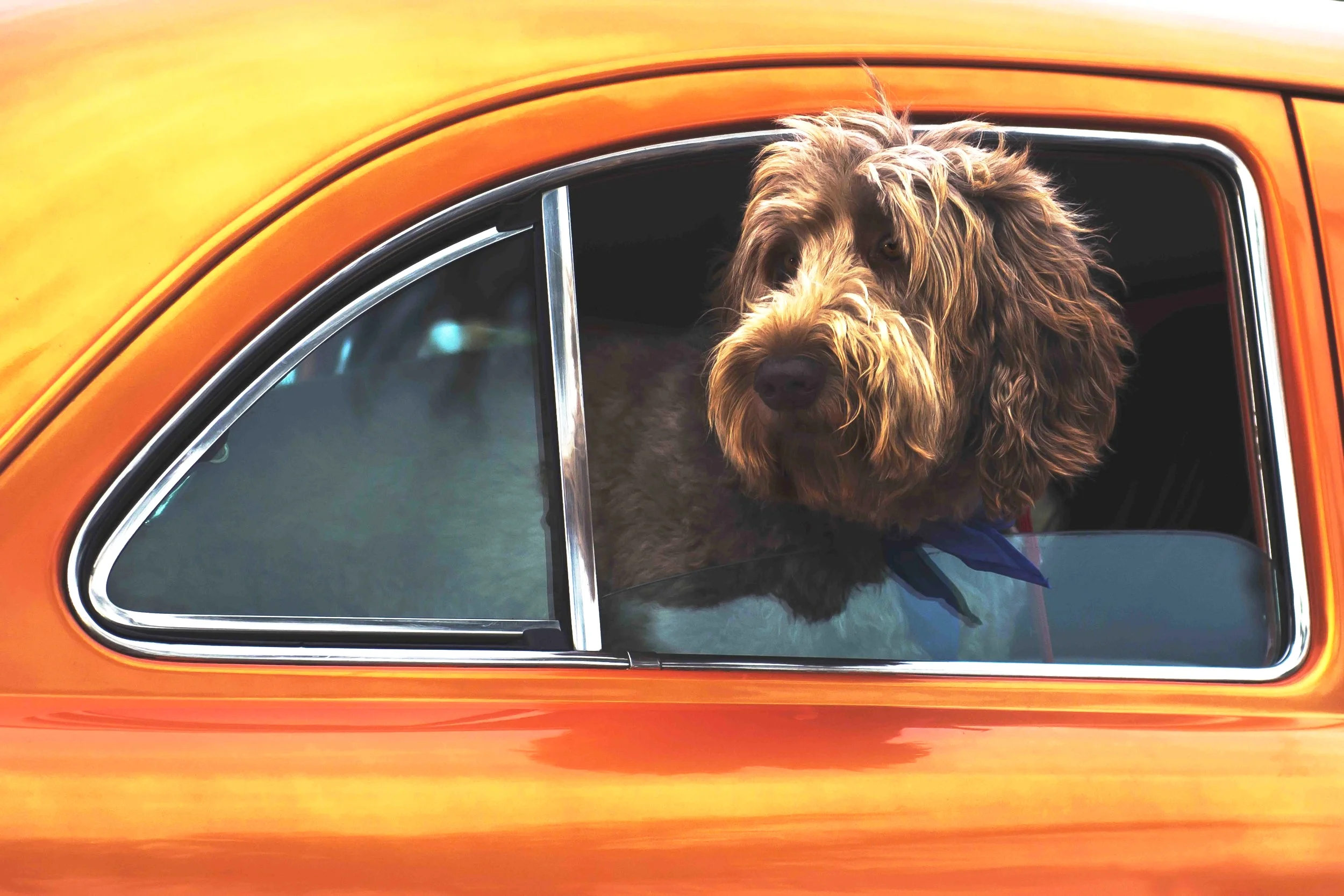 This Lil Dog of Mine Pet Services