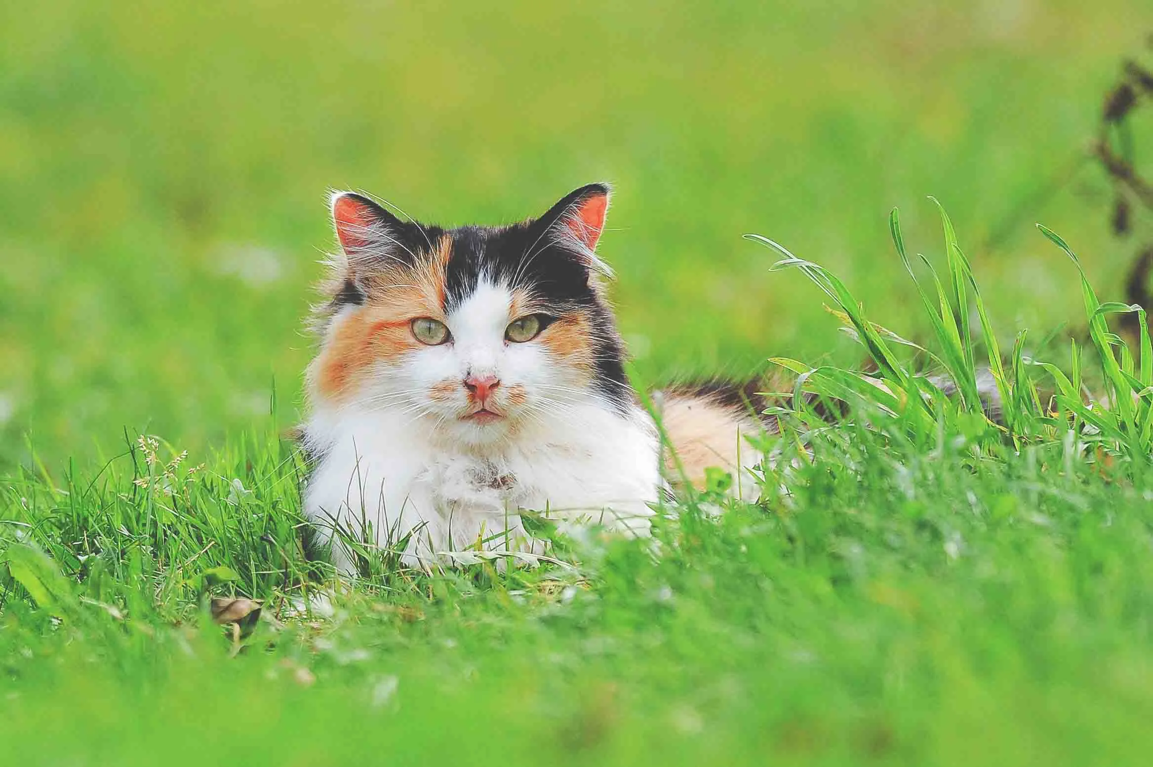 cat-sitters-austin-texas-tx.jpg