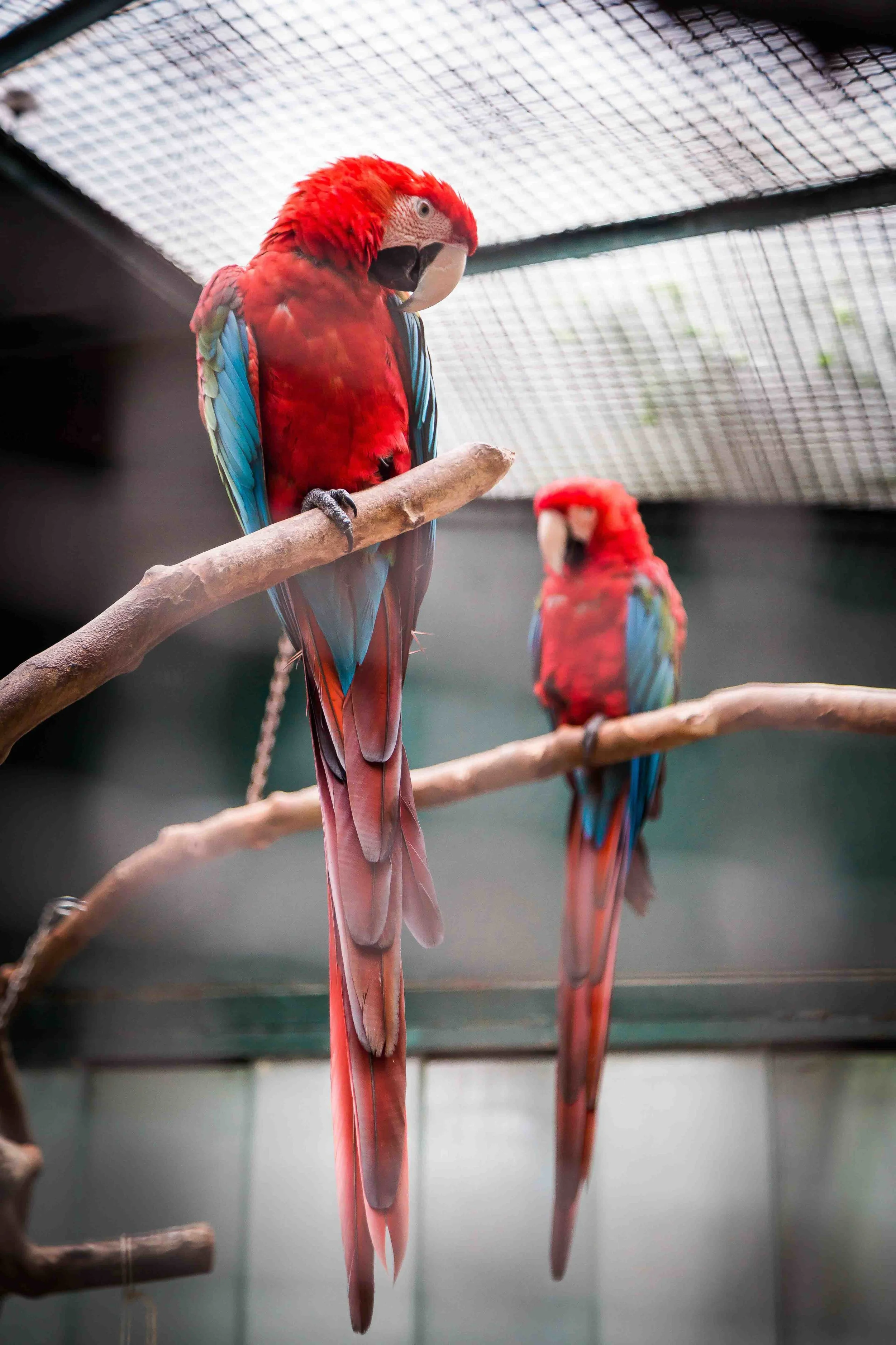 bird-sitters-pet-services-austin-tx.jpg