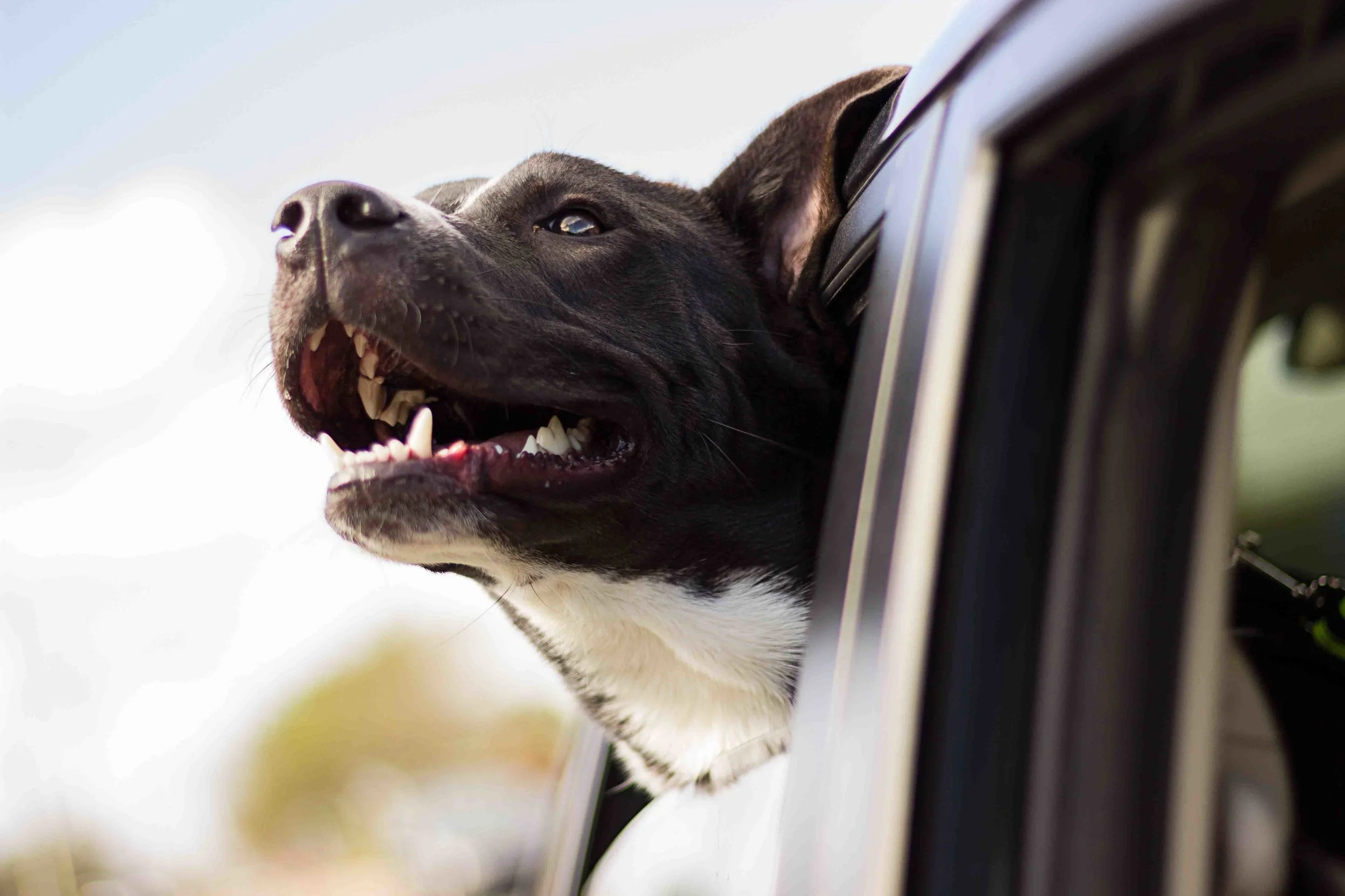 pet-taxi-services-austin-tx.jpg