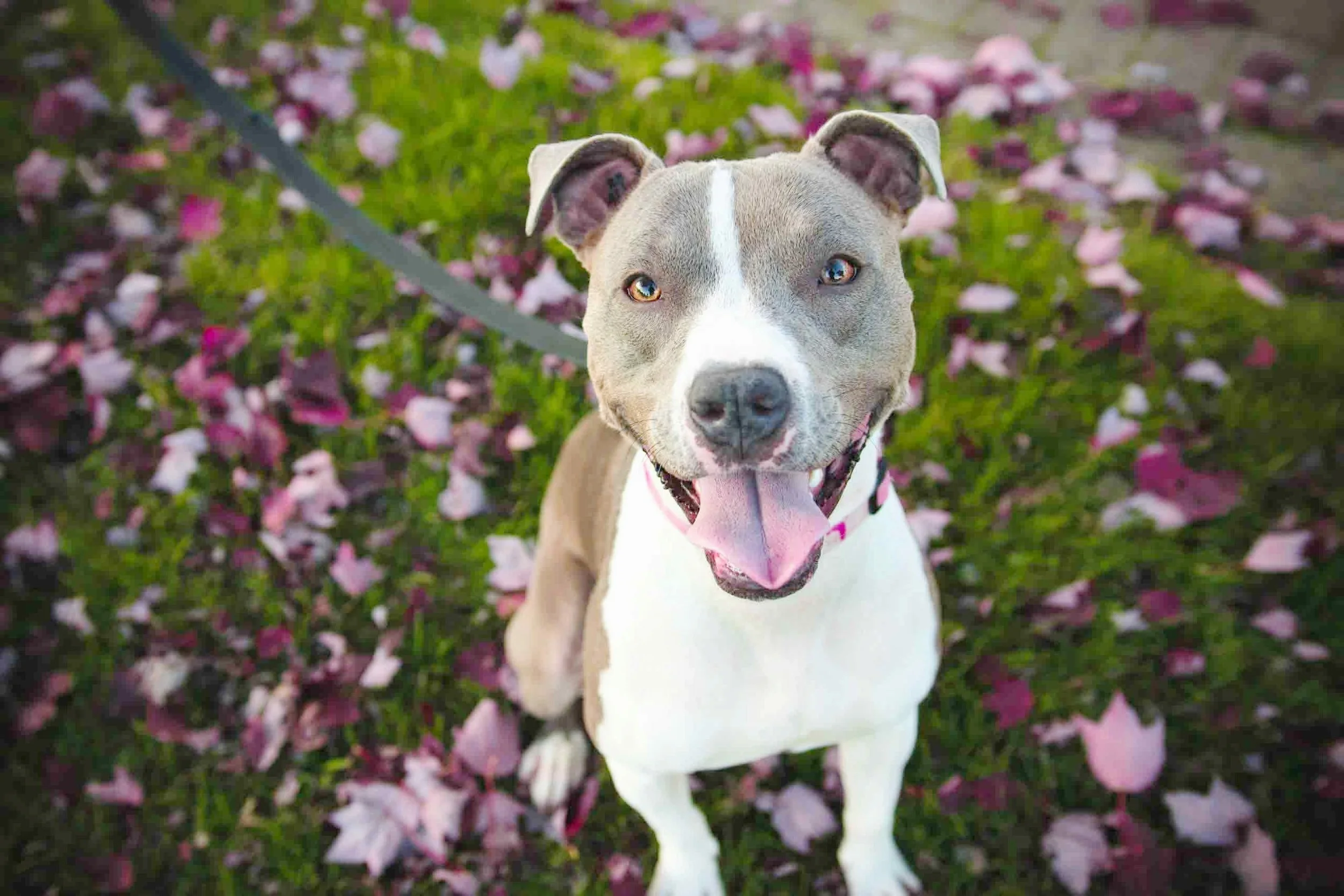 Affordable Dog Walking in Austin Texas — This Lil' Dog of Mine