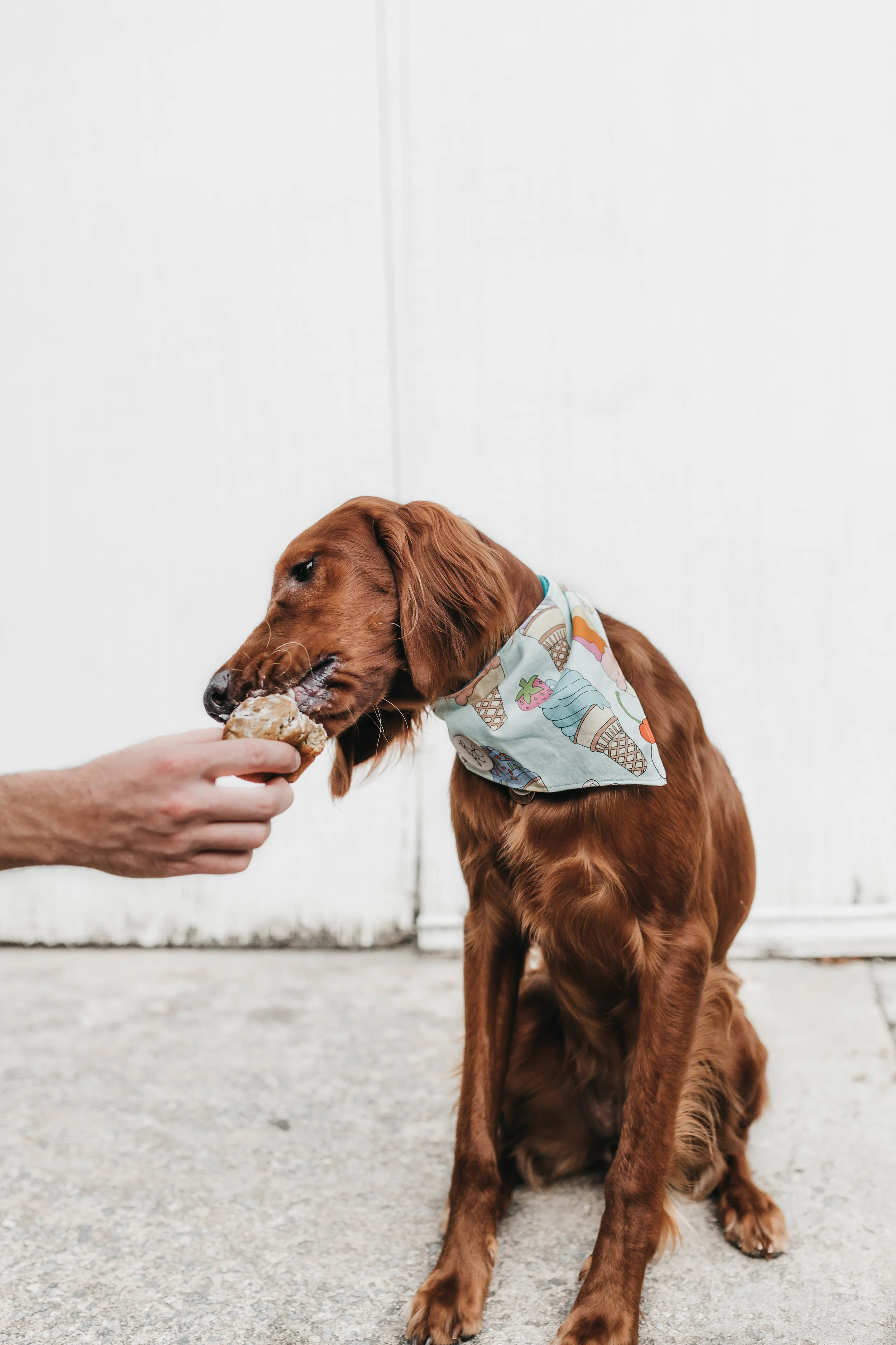 Here Are 5 of Our Favorite Dog-Friendly Restaurants in Austin, TX