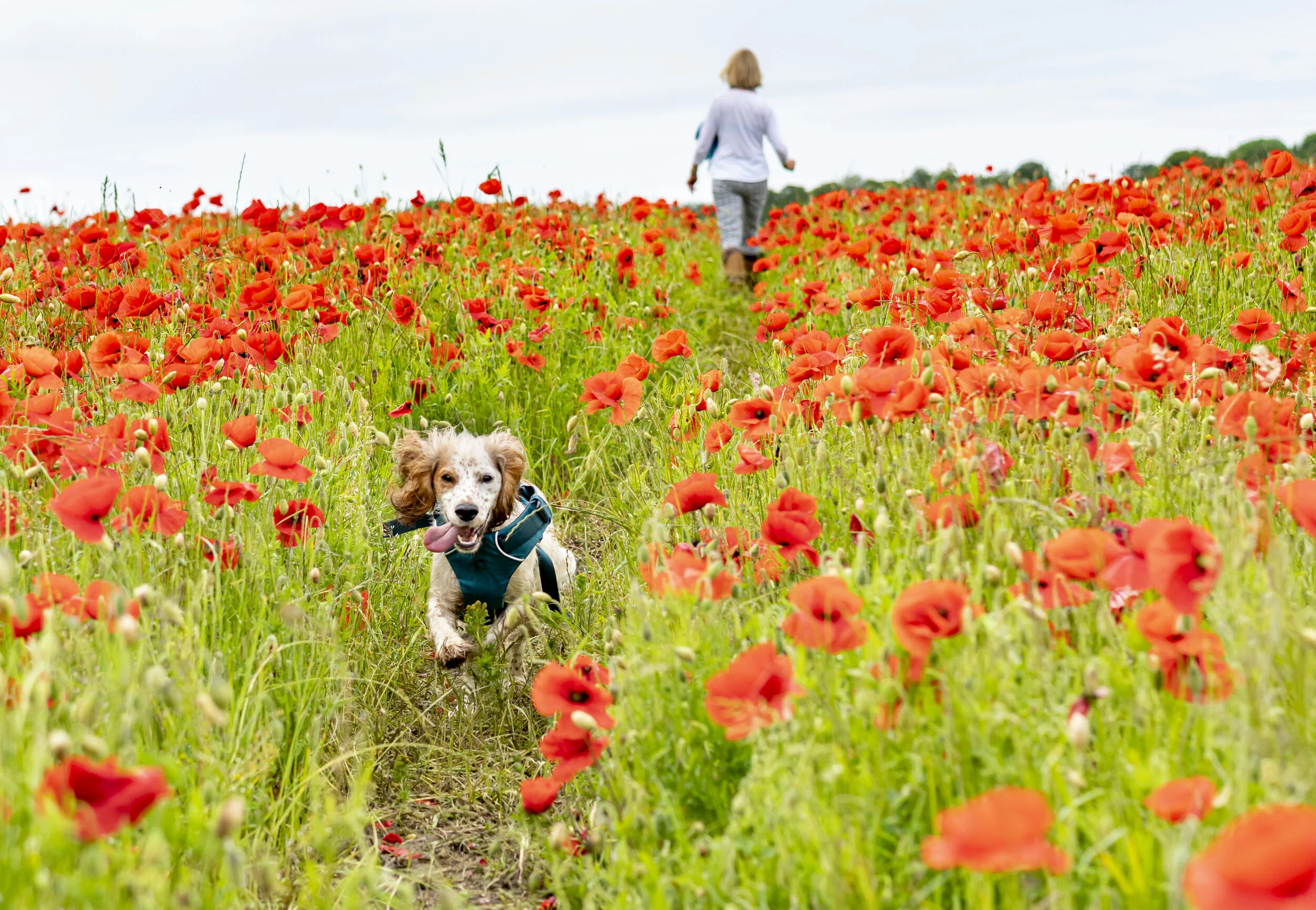 Black Biz Interview: Red Poppy Pets