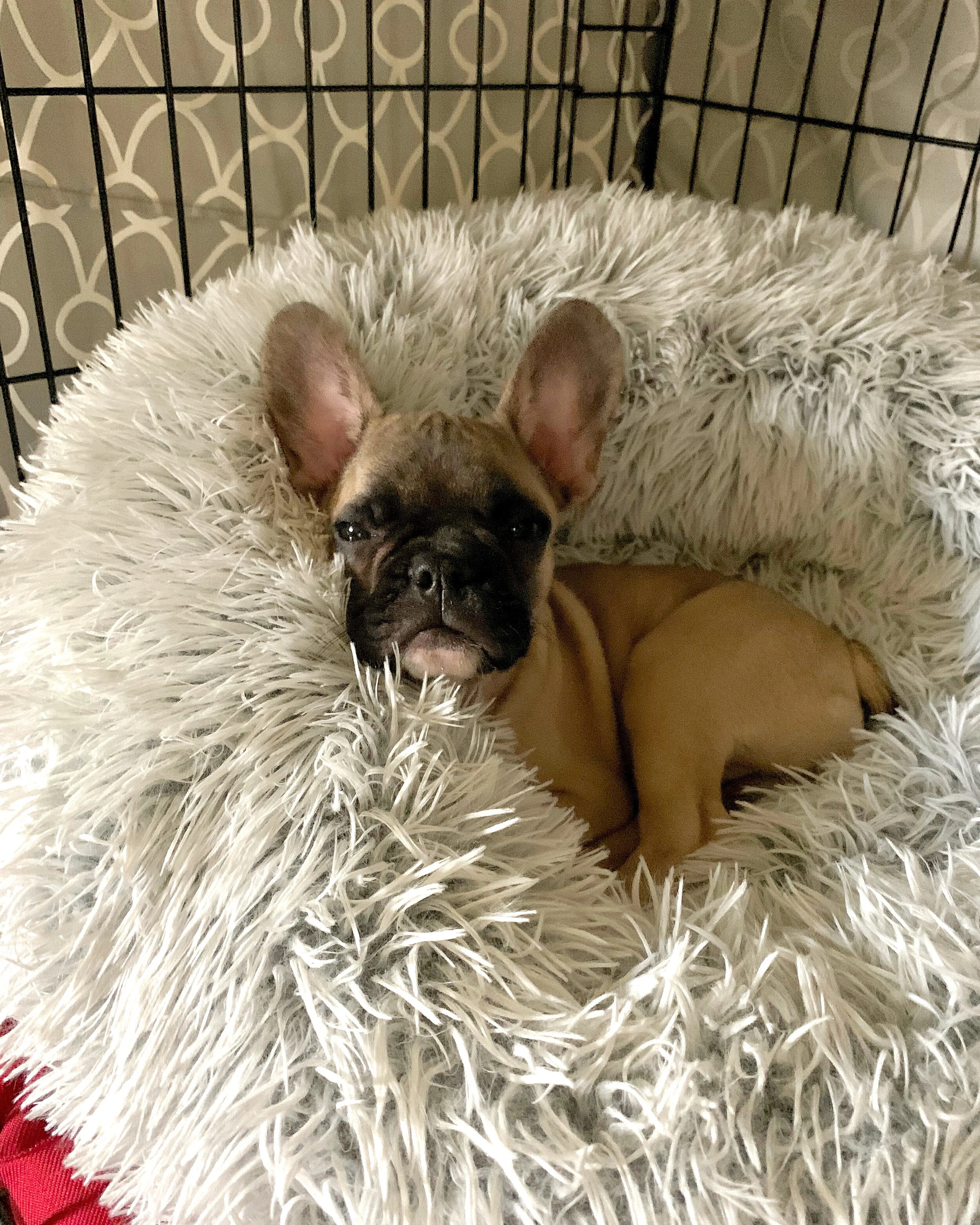 WE GOT A PUPPY: Tips for bringing a new puppy home