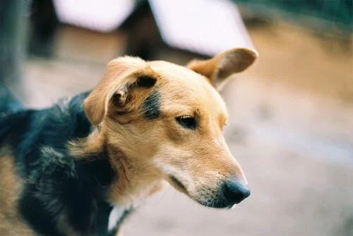 Antibiotic for Dogs - What You Need to Know