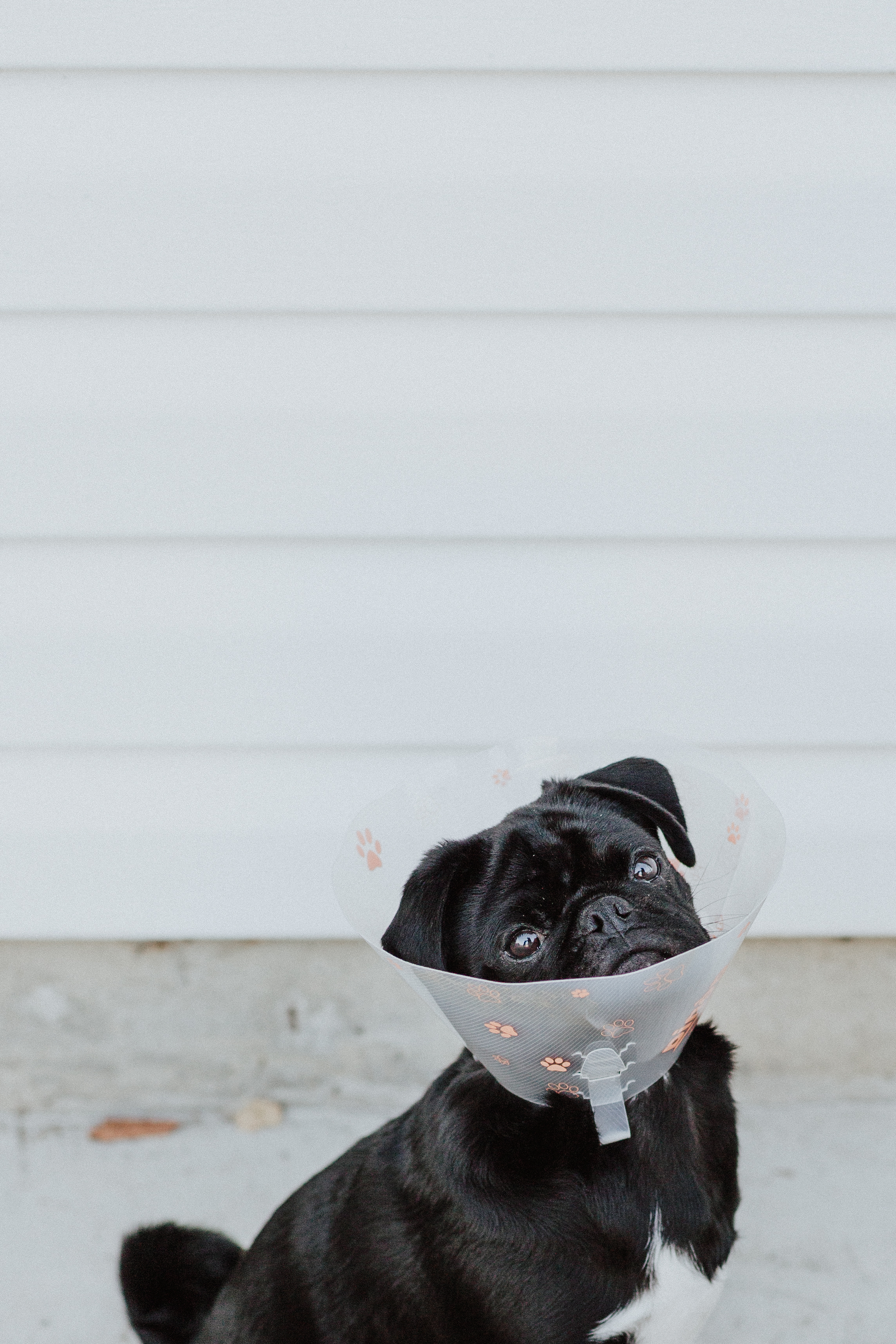 Pet Insurance: What you need to know about healthcare insurance for your pet(s)
