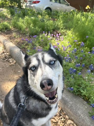 All Smiles in Austin.png