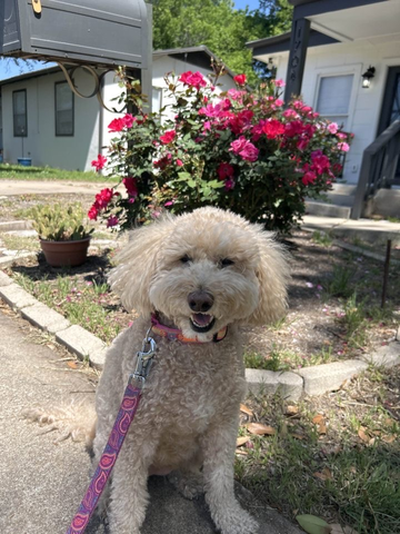 Roses in Blume and Happy Pups in Austin.png