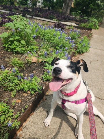 Bluebonnet Seaon in Austin.png