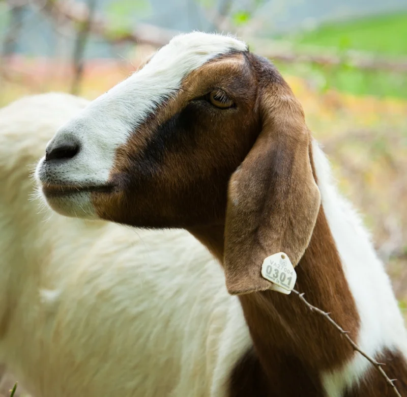 CMS-Goats-NDPhoto-7.jpg
