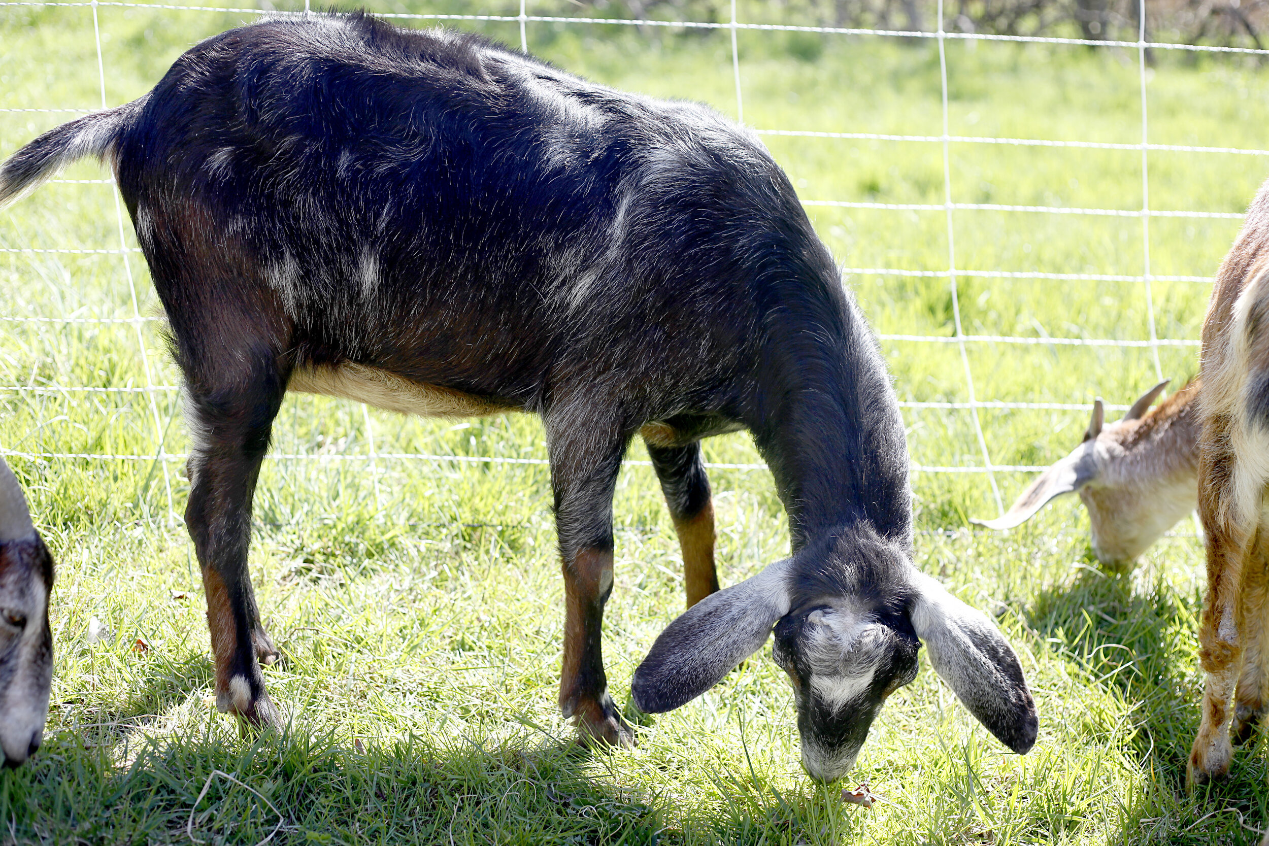 STAFF DIRECTORY — Eco-Goats