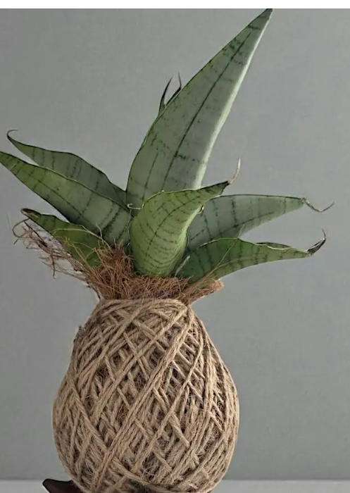Plants & Pints: Kokedama Workshop w/ Plantastic Mumz