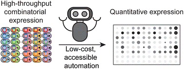table of contents graphic, rapid screening of protein expression